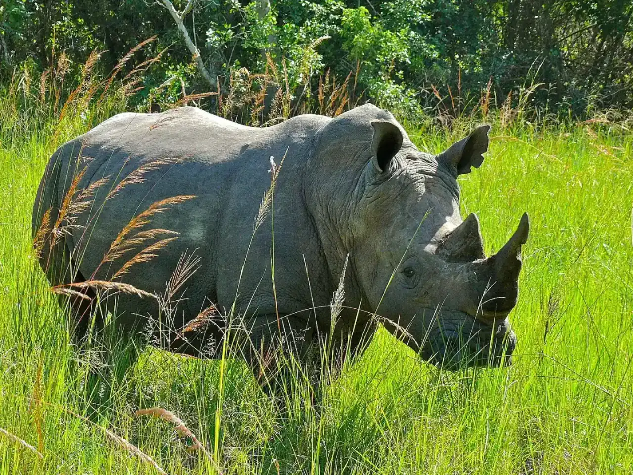 A southern white rhino in long grass at Ziwa Rhino Sanctuary