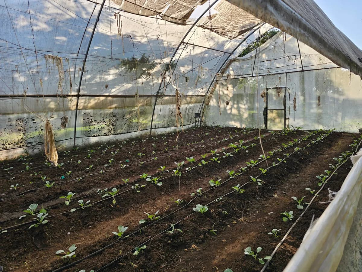 Busitema University agricultural greenhouse