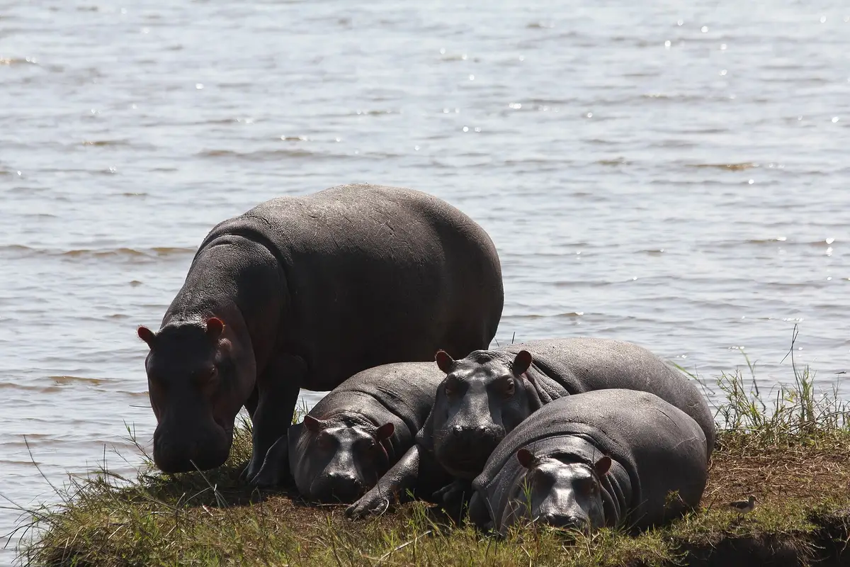 Four hippos resting on a lakeshore in Akagera