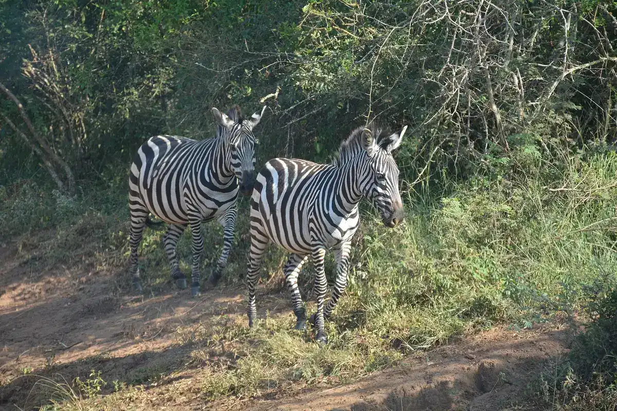 Two zebras on a woodland track in Lake Mburo