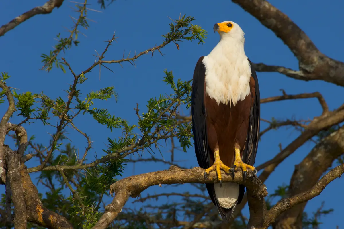 An African fish eagle perched in an acacia