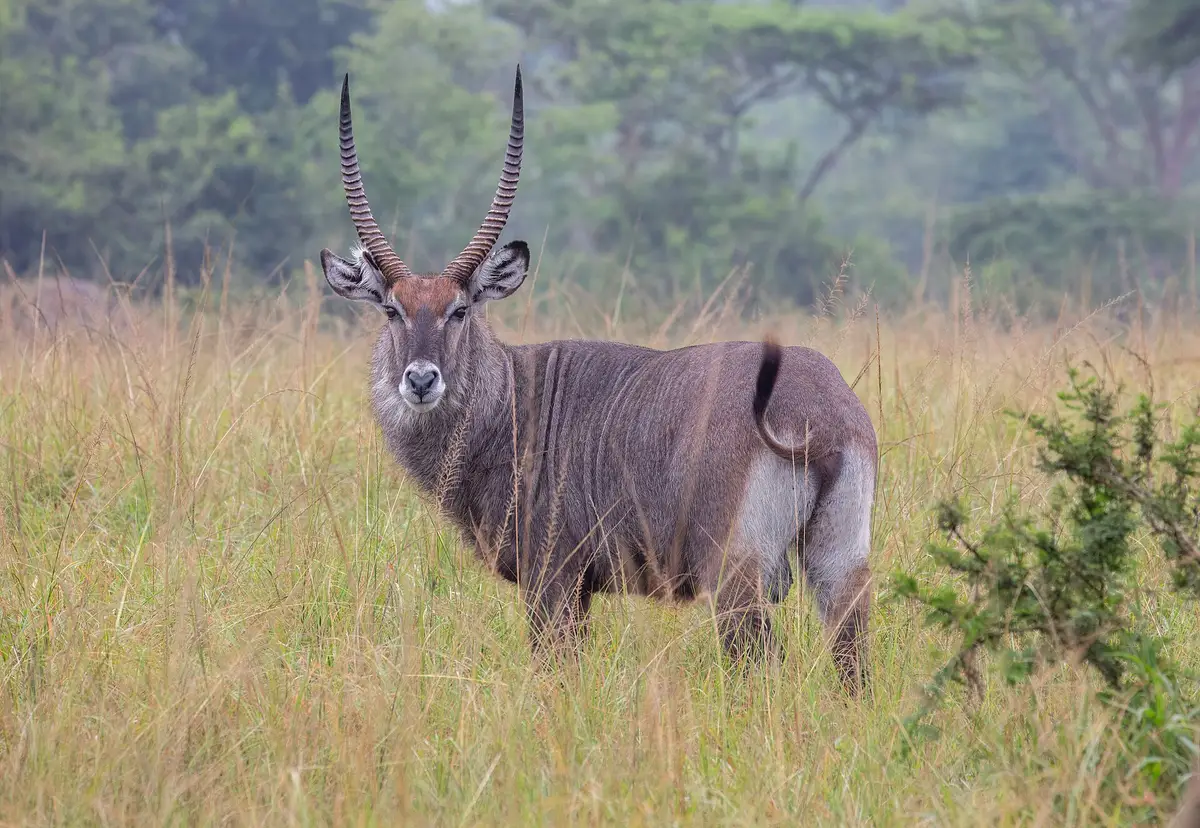 A defassa waterbuck in long grass at Lake Mburo