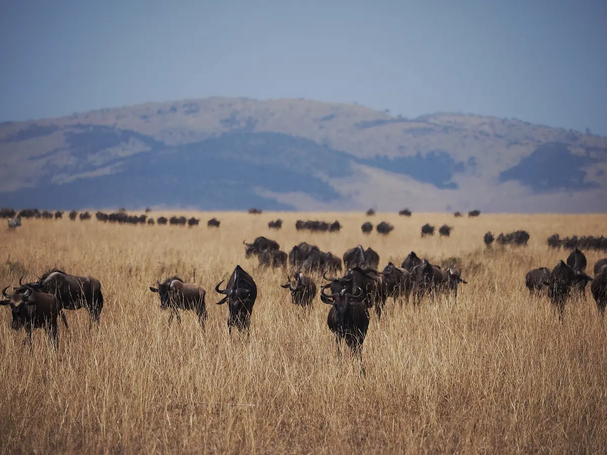 Wildebeest herds on the Mara plains