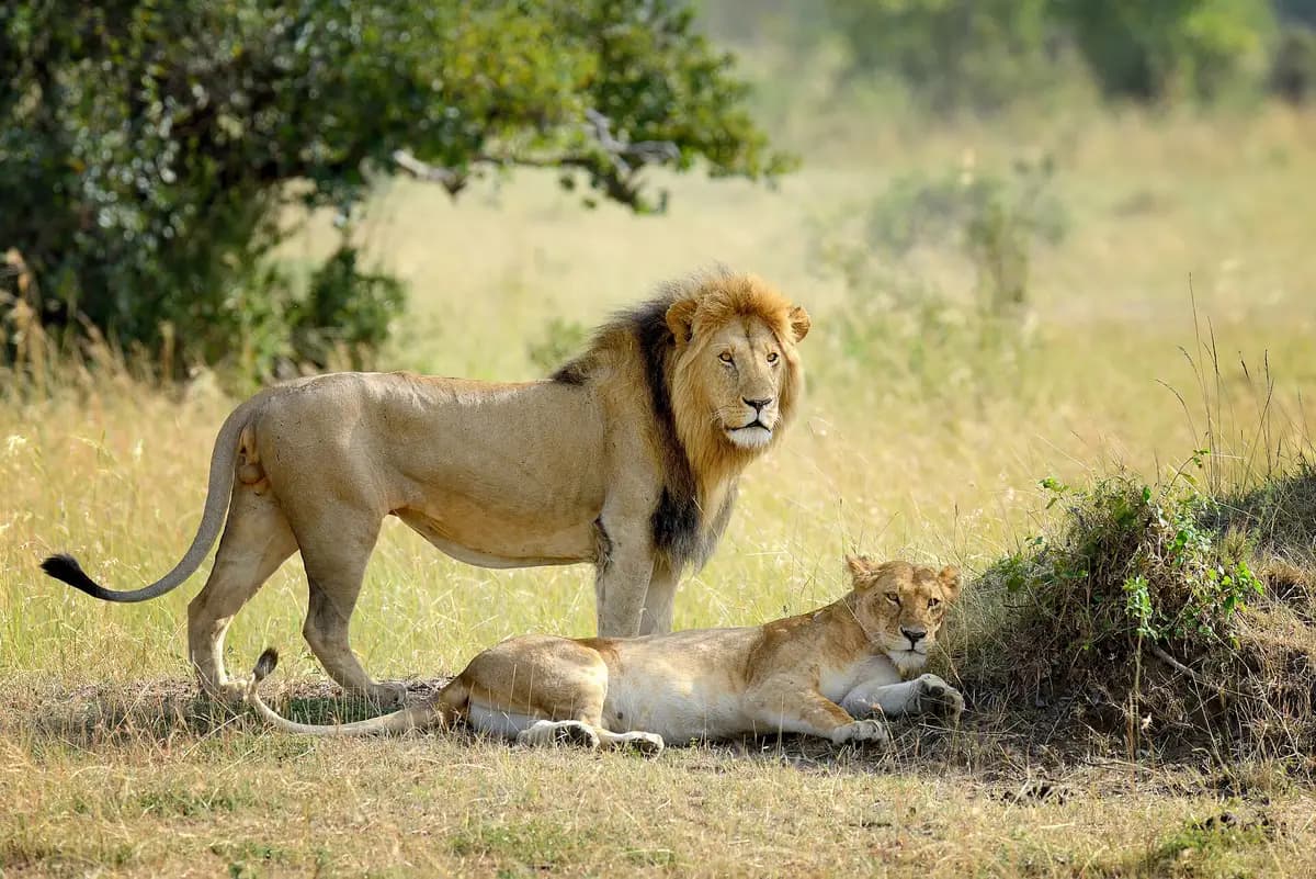 A male lion standing over a lioness in the grass