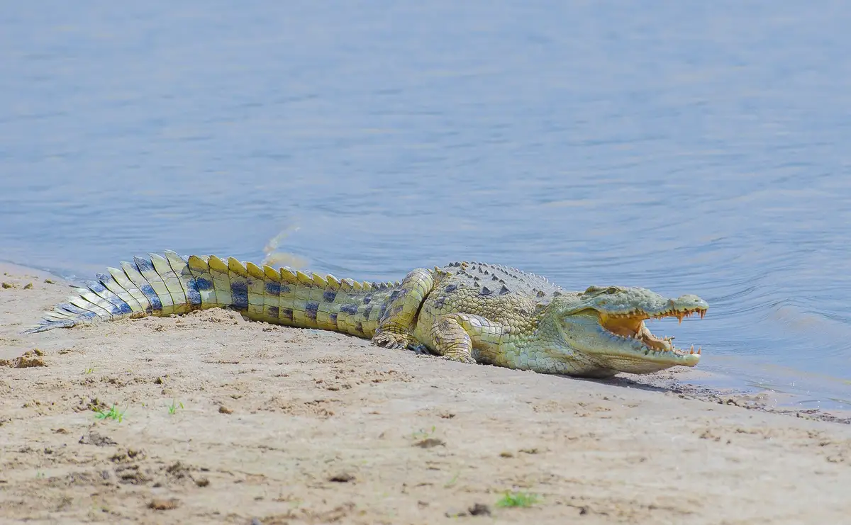 A Nile crocodile basking on a sandbank in Nyerere National Park