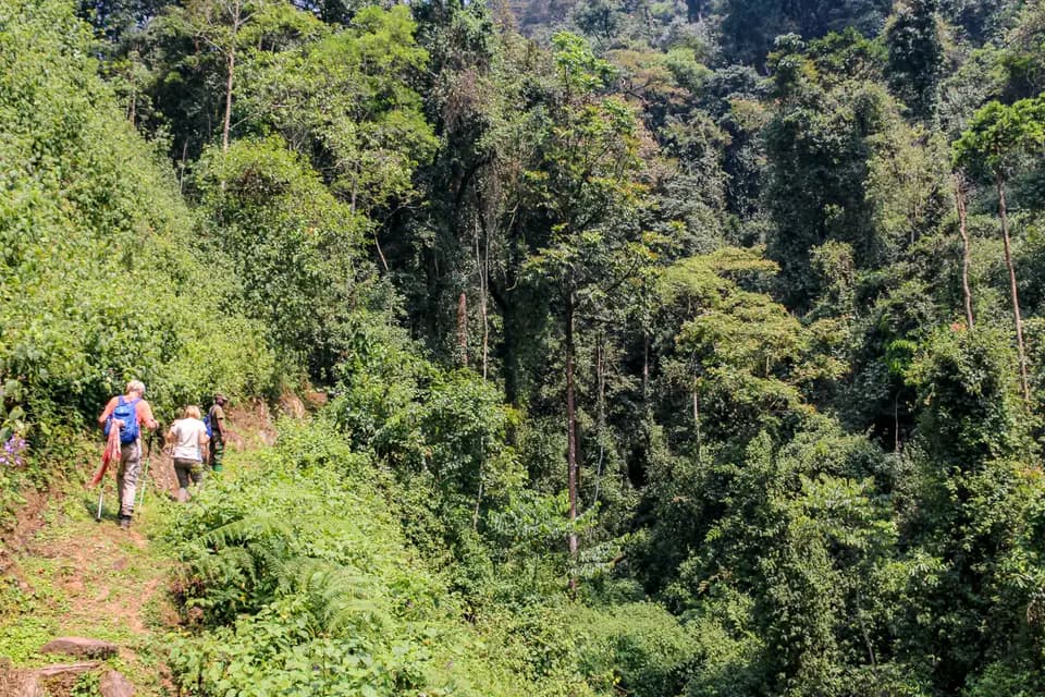 Hikers on a forest trail in Nyungwe National Park