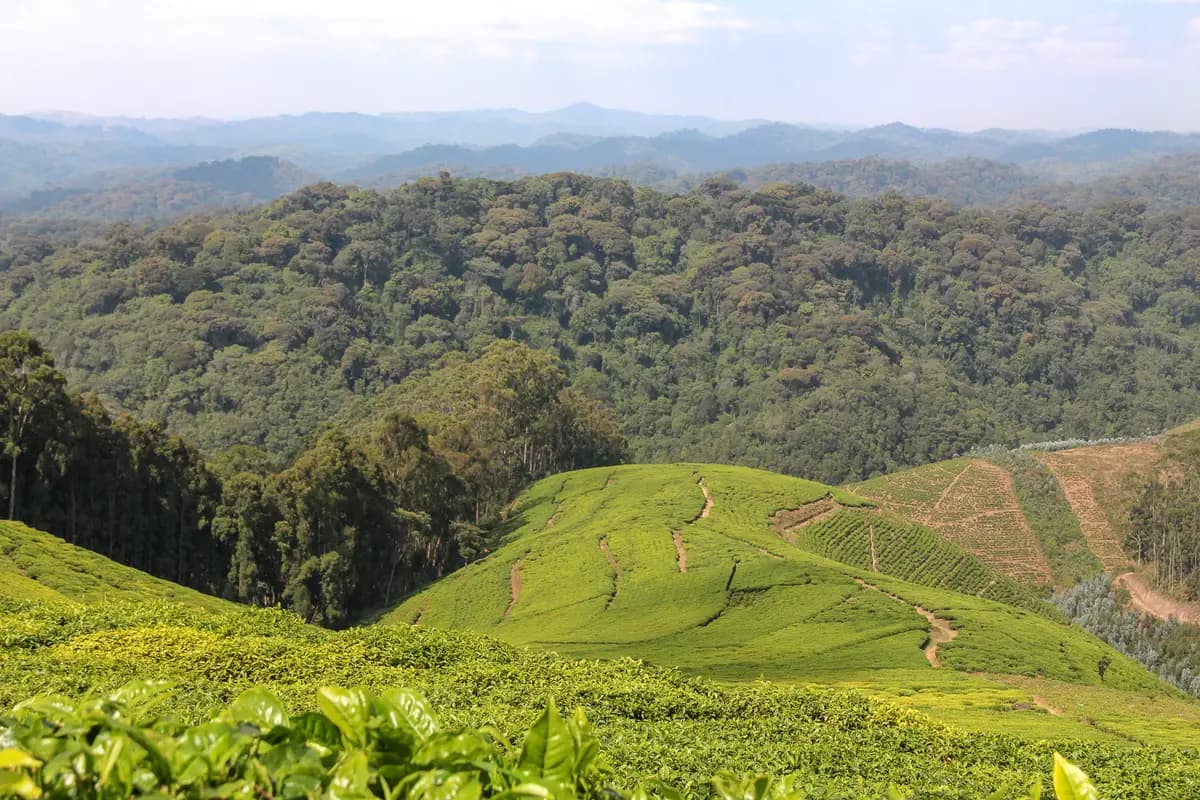 Tea plantations meeting the rainforest at the edge of Nyungwe