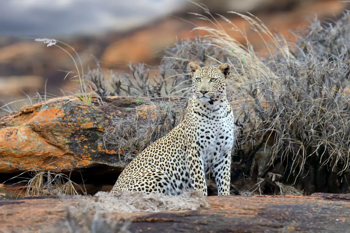 A leopard on rocks in Tsavo East