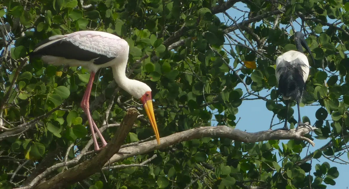 A yellow-billed stork at Mida Creek