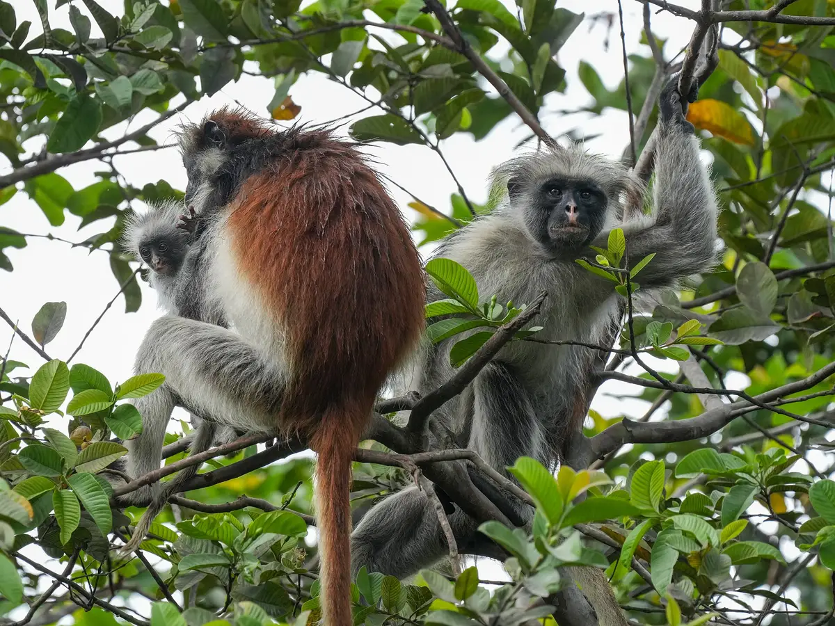 Zanzibar red colobus monkeys in Jozani Forest