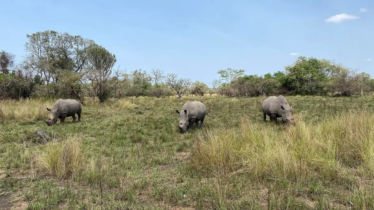 Three white rhinos on the grassland at Ziwa